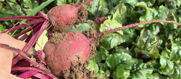 Rote Bete